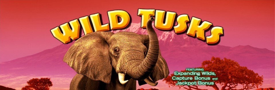 Wild Tusks